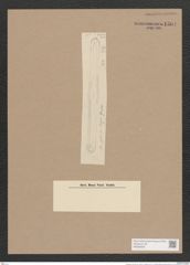 Navicula sp. (de-Toni-Nr.: Genus 1, Species 55, 3121 ?) Zeichnungen Sammlung Grunow Nr. 1504 (NHMW-BOT-W0368008)